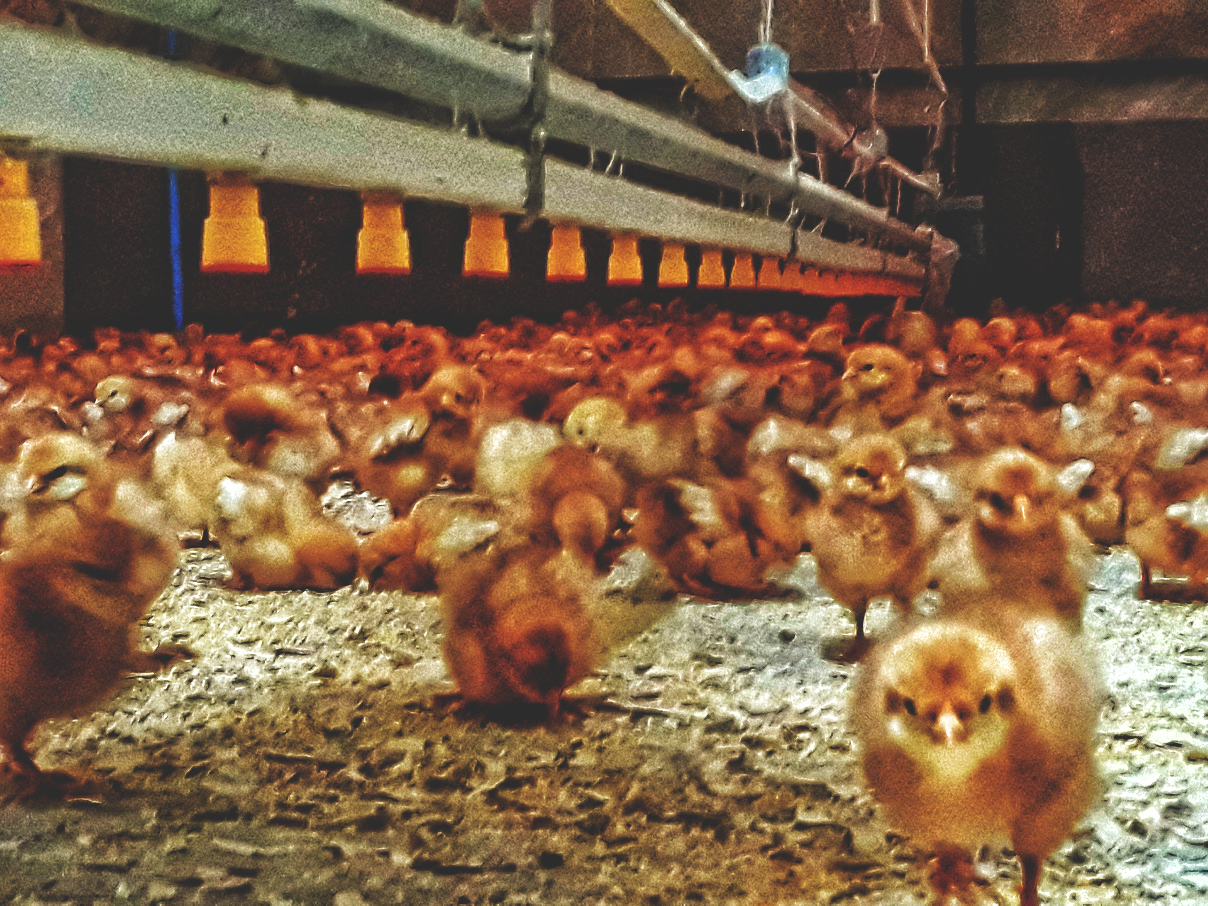 Patrón natural ordenado que representa sistemas