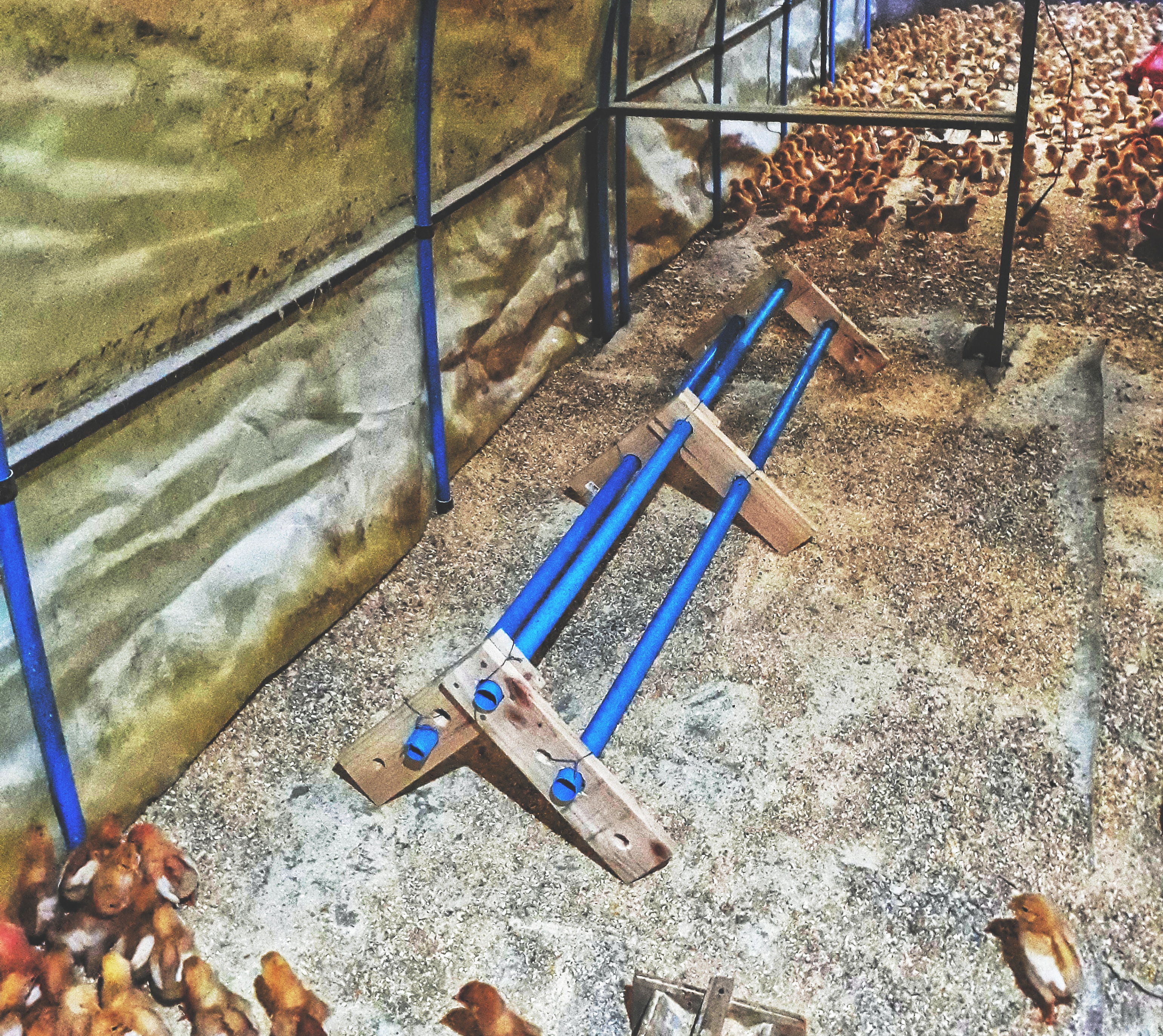 Dormitorio de granja avícola