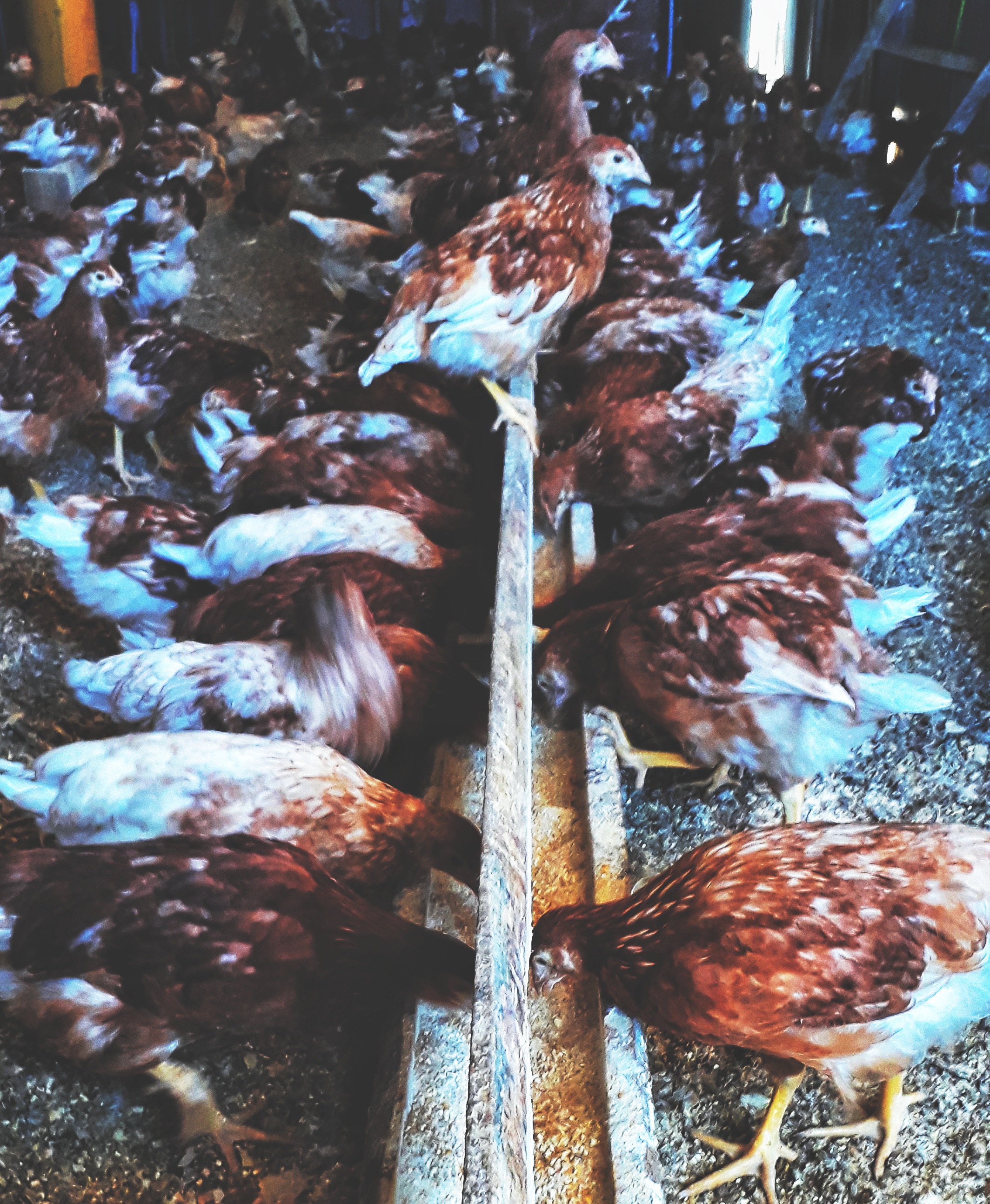 Gallinas con comederos adaptativos