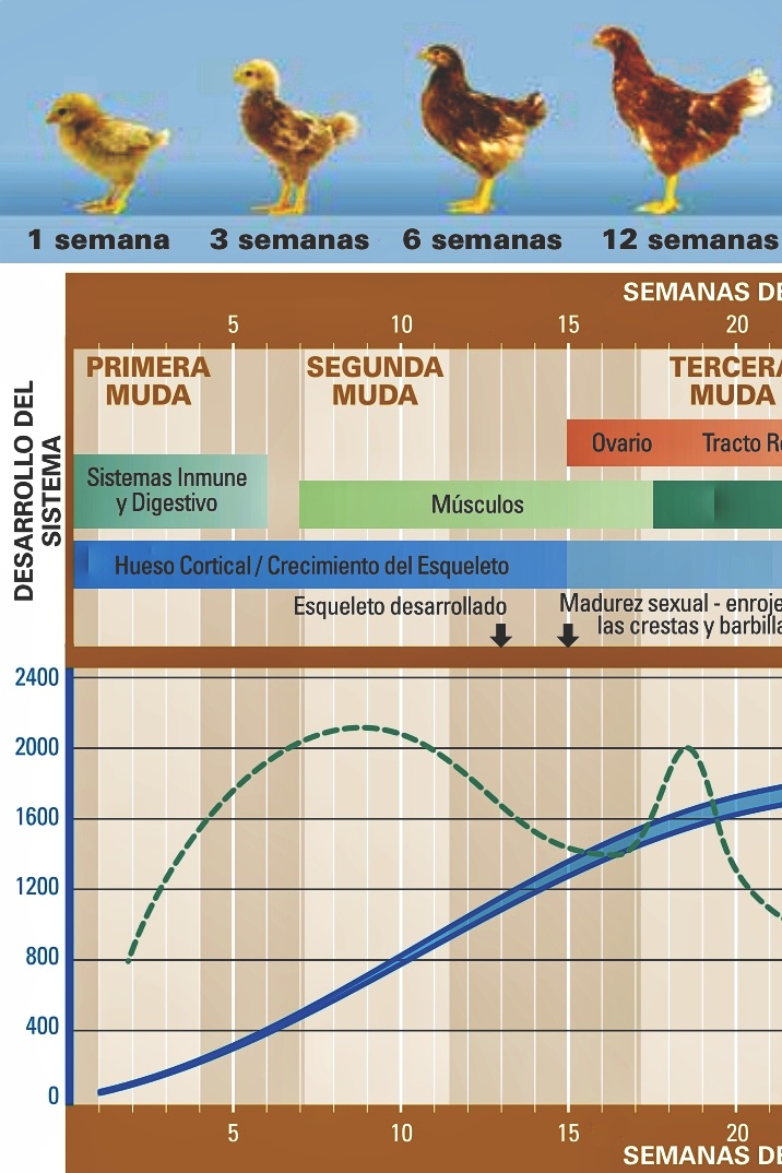 Tablas de rendimiento avícola